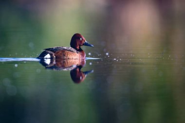 Yüzen ördek. Doğal göl habitat arka plan. Kuş: Ferruginous Duck. Aythya nyroca.