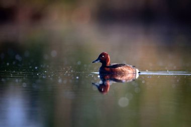 Yüzen ördek. Doğal göl habitat arka plan. Kuş: Ferruginous Duck. Aythya nyroca.