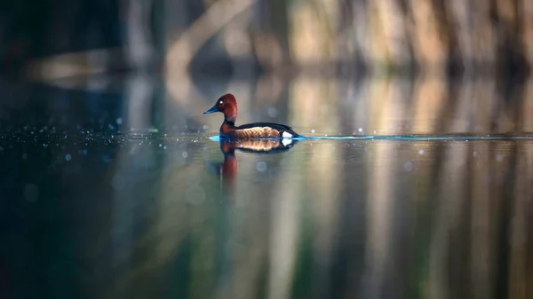 Pato Nadador Fundo Habitat Lago Natural Pássaro Pato Ferruginoso Aythya — Fotografia de Stock