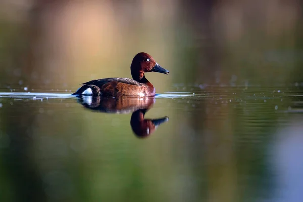 Swimming Duck Natural Lake Habitat Background Bird Ferruginous Duck Aythya — Stock Photo, Image