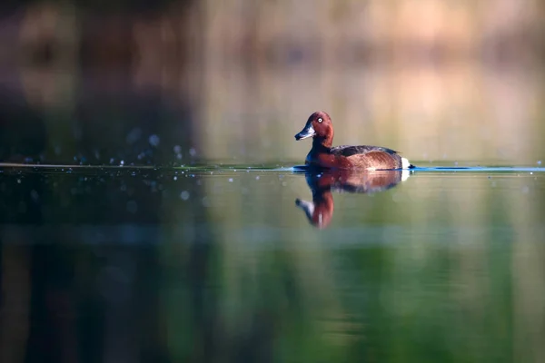 Zwemmen Eend Natuurlijke Lake Habitat Achtergrond Vogel Ferrugineuze Eend Aythya — Stockfoto