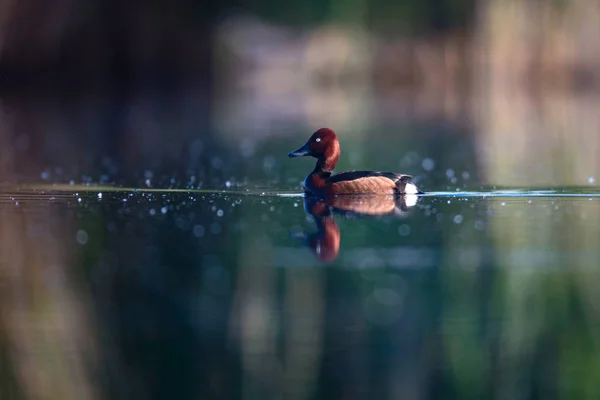 Pato Nadador Fundo Habitat Lago Natural Pássaro Pato Ferruginoso Aythya — Fotografia de Stock