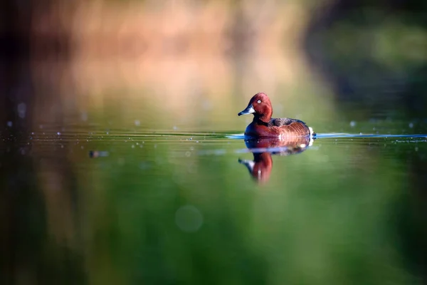 Pato Nadador Fundo Habitat Lago Natural Pássaro Pato Ferruginoso Aythya — Fotografia de Stock