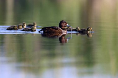 Sevimli anne ördek ve sevimli ördek yavruları. Yeşil sarı su arka planı. Ördekler: Ferruginous Duck. Aythya nyroca.