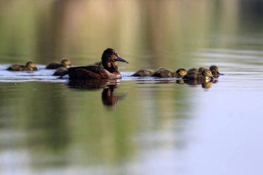 Sevimli anne ördek ve sevimli ördek yavruları. Yeşil sarı su arka planı. Ördekler: Ferruginous Duck. Aythya nyroca.