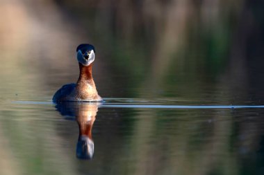 Kırmızı boyunlu Grebe. Yüzen kuş. Kuş: Yeşil, mavi doğa arka plan. Kırmızı boyunlu Grebe. Podiceps grisegena. 
