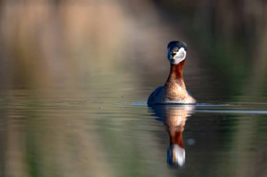 Kırmızı boyunlu Grebe. Yüzen kuş. Kuş: Yeşil, mavi doğa arka plan. Kırmızı boyunlu Grebe. Podiceps grisegena. 