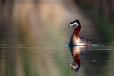 Kırmızı boyunlu Grebe. Yüzen kuş. Kuş: Yeşil, mavi doğa arka plan. Kırmızı boyunlu Grebe. Podiceps grisegena. 