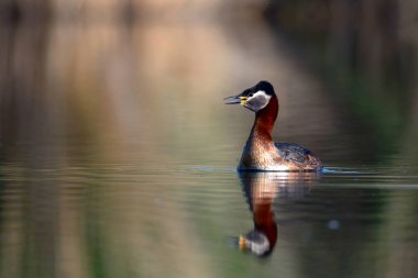 Kırmızı boyunlu Grebe. Yüzen kuş. Kuş: Yeşil, mavi doğa arka plan. Kırmızı boyunlu Grebe. Podiceps grisegena. 