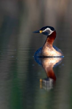 Kırmızı boyunlu Grebe. Yüzen kuş. Kuş: Yeşil, mavi doğa arka plan. Kırmızı boyunlu Grebe. Podiceps grisegena. 