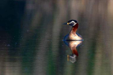 Kırmızı boyunlu Grebe. Yüzen kuş. Kuş: Yeşil, mavi doğa arka plan. Kırmızı boyunlu Grebe. Podiceps grisegena. 