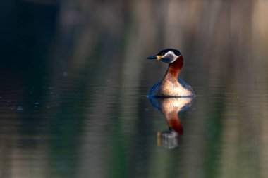 Kırmızı boyunlu Grebe. Yüzen kuş. Kuş: Yeşil, mavi doğa arka plan. Kırmızı boyunlu Grebe. Podiceps grisegena. 