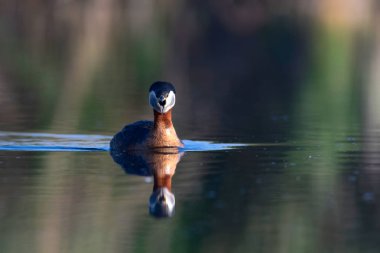 Kırmızı boyunlu Grebe. Yüzen kuş. Kuş: Yeşil, mavi doğa arka plan. Kırmızı boyunlu Grebe. Podiceps grisegena. 