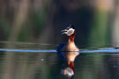 Kırmızı boyunlu Grebe. Yüzen kuş. Kuş: Yeşil, mavi doğa arka plan. Kırmızı boyunlu Grebe. Podiceps grisegena. 