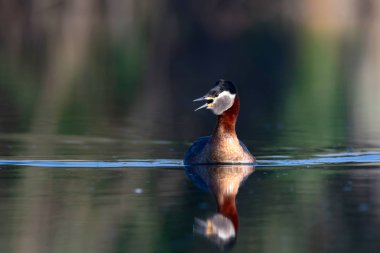 Kırmızı boyunlu Grebe. Yüzen kuş. Kuş: Yeşil, mavi doğa arka plan. Kırmızı boyunlu Grebe. Podiceps grisegena. 