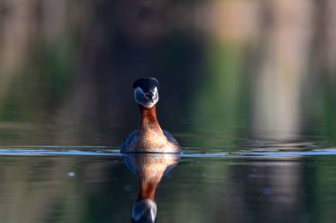 Kırmızı boyunlu Grebe. Yüzen kuş. Kuş: Yeşil, mavi doğa arka plan. Kırmızı boyunlu Grebe. Podiceps grisegena. 