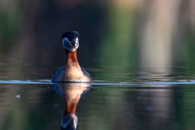Kırmızı boyunlu Grebe. Yüzen kuş. Kuş: Yeşil, mavi doğa arka plan. Kırmızı boyunlu Grebe. Podiceps grisegena. 