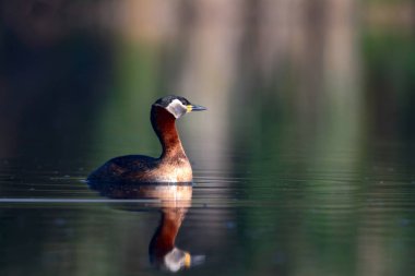 Kırmızı boyunlu Grebe. Yüzen kuş. Kuş: Yeşil, mavi doğa arka plan. Kırmızı boyunlu Grebe. Podiceps grisegena. 