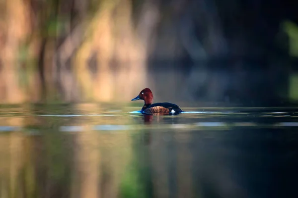 Pato Nadador Fundo Habitat Lago Natural Pássaro Pato Ferruginoso Aythya — Fotografia de Stock