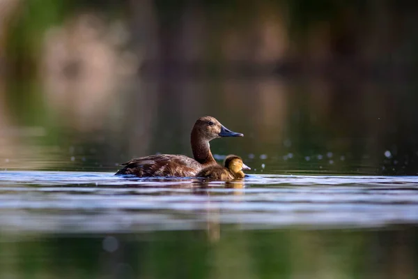 Schwimmende Entenmutter Und Entchen Grün Gelb Wasser Hintergrund Gemeiner Pochard — Stockfoto