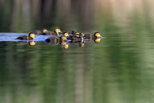 Urocza Kaczka Cute Ducklings Zielone Żółte Tło Wodne Kaczki Ferruginous — Zdjęcie stockowe