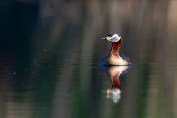 Grebe Pescoço Vermelho Pássaro Nadador Pássaro Verde Fundo Azul Natureza — Fotografia de Stock