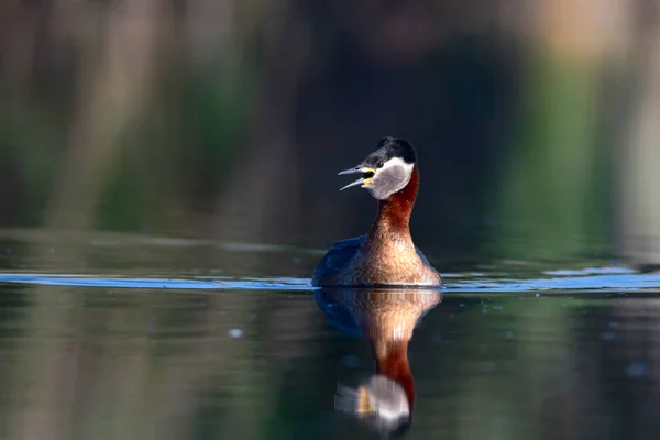 红色脖子的格雷贝 游泳鸟鸟 蓝色自然背景 红色脖子的格雷贝 波迪斯 格里斯吉纳 — 图库照片