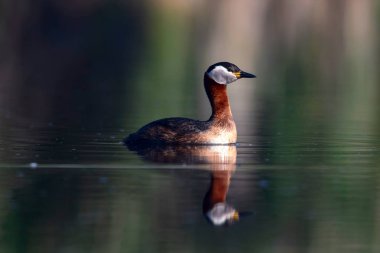 Kırmızı boyunlu Grebe. Yüzen kuş. Kuş: Yeşil, mavi doğa arka plan. Kırmızı boyunlu Grebe. Podiceps grisegena. 