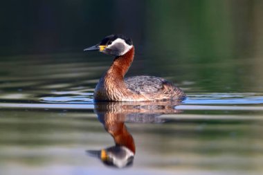 Yüzen kuş. Kuş: Yeşil, mavi doğa arka plan. Kırmızı boyunlu Grebe. Podiceps grisegena.