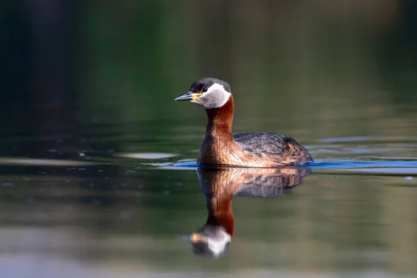 Schwimmvogel Vogel Grüner Blauer Naturhintergrund Schwarzhalstaucher Podiceps Grisegena — Stockfoto