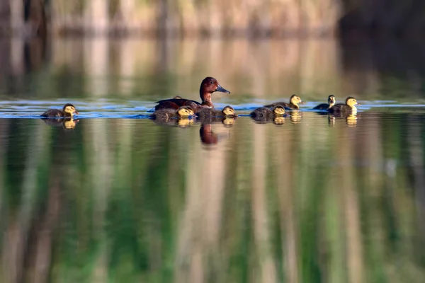 Simning Ankor Duck Familj Grön Gul Vatten Bakgrund Änder Ferruginös — Stockfoto