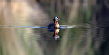 Yüzen kuş. Kuş: Yeşil, mavi doğa arka plan. Kırmızı boyunlu Grebe. Podiceps grisegena. 