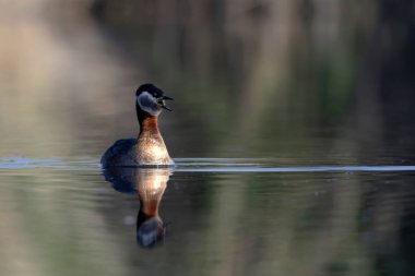 Yüzen kuş. Kuş: Yeşil, mavi doğa arka plan. Kırmızı boyunlu Grebe. Podiceps grisegena. 