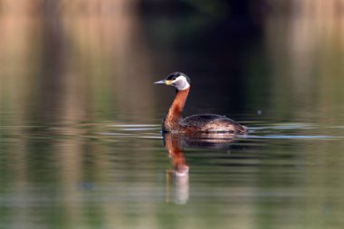 Yüzen kuş. Kuş: Yeşil, mavi doğa arka plan. Kırmızı boyunlu Grebe. Podiceps grisegena. 