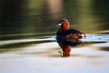 Sevimli küçük su kuşu. Doğa arka planı. Ortak su kuşu: Küçük Grebe. Taşibaptus ruficollis. 
