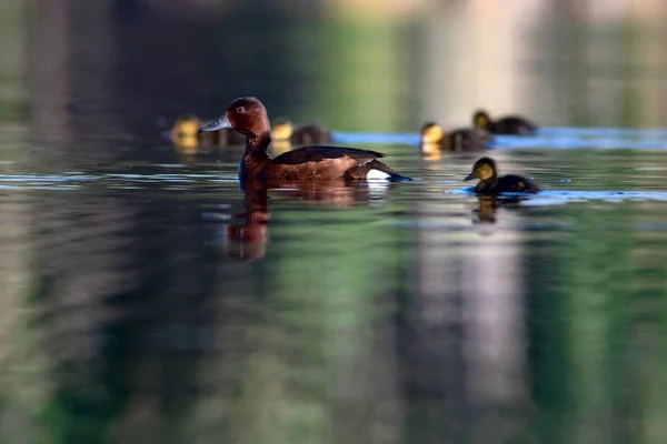 游泳鸭子鸭子家族绿色黄色水背景 艾耶亚 尼罗卡 — 图库照片