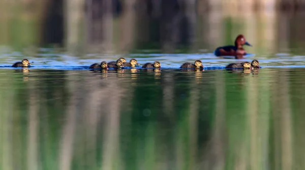Simning Ankor Duck Familj Grön Gul Vatten Bakgrund Änder Ferruginös — Stockfoto