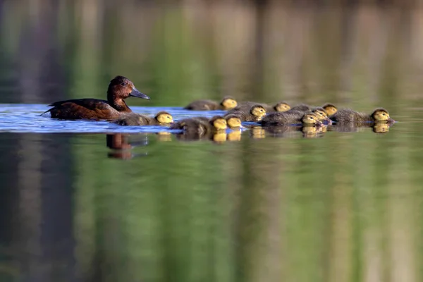 Swimming ducks. Duck family. Green yellow water background. Ducks: Ferruginous Duck. Aythya nyroca.