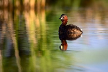 Sevimli küçük su kuşu. Doğa arka planı. Ortak su kuşu: Küçük Grebe. Taşibaptus ruficollis. 