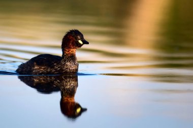 Sevimli küçük su kuşu. Doğa arka planı. Ortak su kuşu: Küçük Grebe. Taşibaptus ruficollis. 