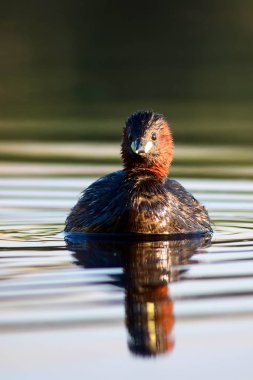 Sevimli küçük su kuşu. Doğa arka planı. Ortak su kuşu: Küçük Grebe. Taşibaptus ruficollis. 