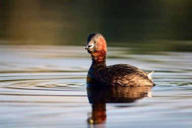 Sevimli küçük su kuşu. Doğa arka planı. Ortak su kuşu: Küçük Grebe. Taşibaptus ruficollis. 