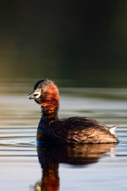 Sevimli küçük su kuşu. Doğa arka planı. Ortak su kuşu: Küçük Grebe. Taşibaptus ruficollis. 