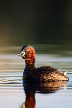 Sevimli küçük su kuşu. Doğa arka planı. Ortak su kuşu: Küçük Grebe. Taşibaptus ruficollis. 
