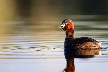 Sevimli küçük su kuşu. Doğa arka planı. Ortak su kuşu: Küçük Grebe. Taşibaptus ruficollis. 