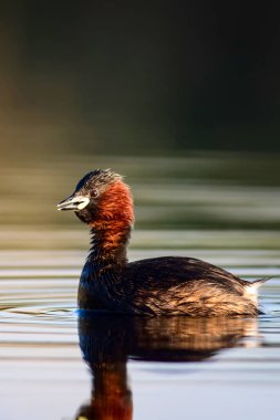 Sevimli küçük su kuşu. Doğa arka planı. Ortak su kuşu: Küçük Grebe. Taşibaptus ruficollis. 