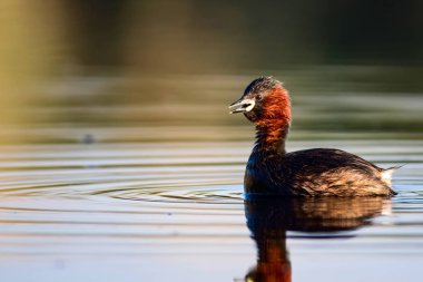 Sevimli küçük su kuşu. Doğa arka planı. Ortak su kuşu: Küçük Grebe. Taşibaptus ruficollis. 
