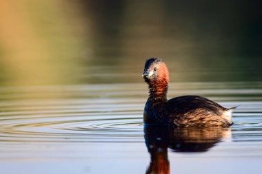 Sevimli küçük su kuşu. Doğa arka planı. Ortak su kuşu: Küçük Grebe. Taşibaptus ruficollis. 