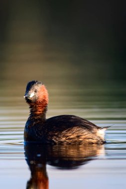 Sevimli küçük su kuşu. Doğa arka planı. Ortak su kuşu: Küçük Grebe. Taşibaptus ruficollis. 