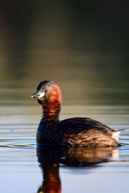 Sevimli küçük su kuşu. Doğa arka planı. Ortak su kuşu: Küçük Grebe. Taşibaptus ruficollis. 